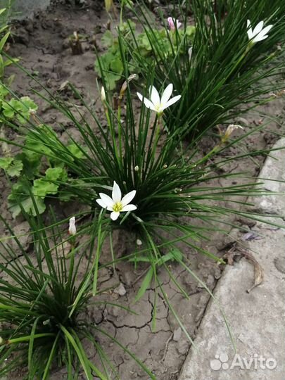 Зефирантес белый