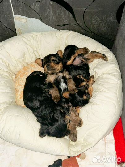 Йоркширский терьер щенки стандарт
