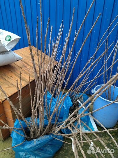 Саженцы смородины