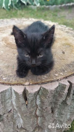 Милейшие котята