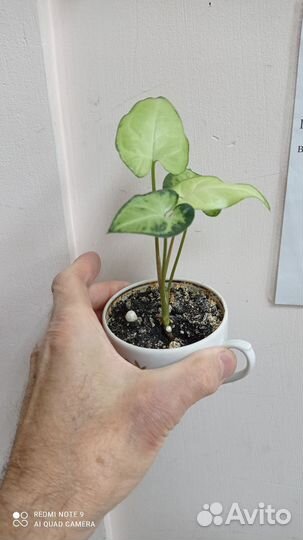 Суккуленты