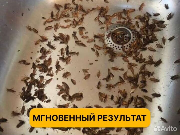 Дезинфекция/Дезинсекция от тараканов клопов крыс