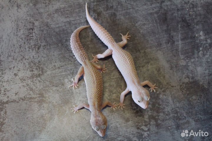 Малыши эублефары