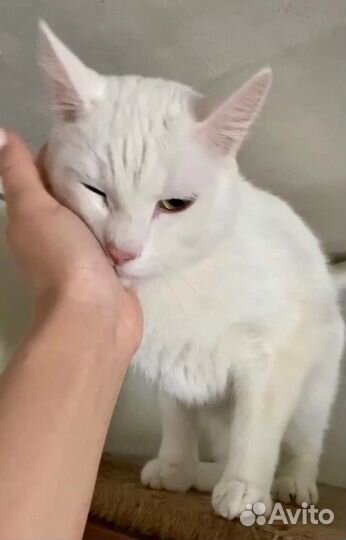 Котик Снежок в добрые руки