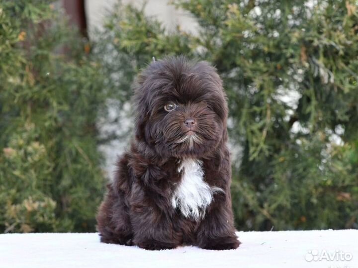 Мальчик йоркширский терьер шоколадного окраса