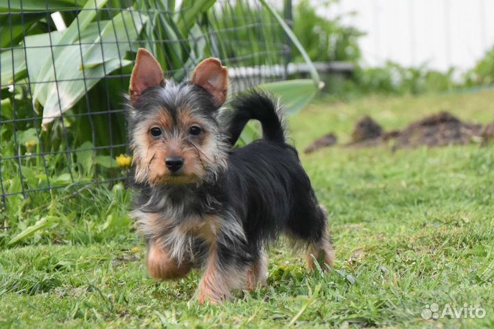 Щенки Австралийского Шелковистого (Силки) терьера