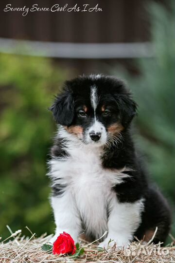 Австралийская овчарка (аусси) щенки