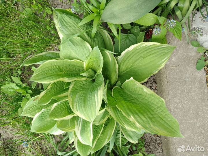 Хоста растение