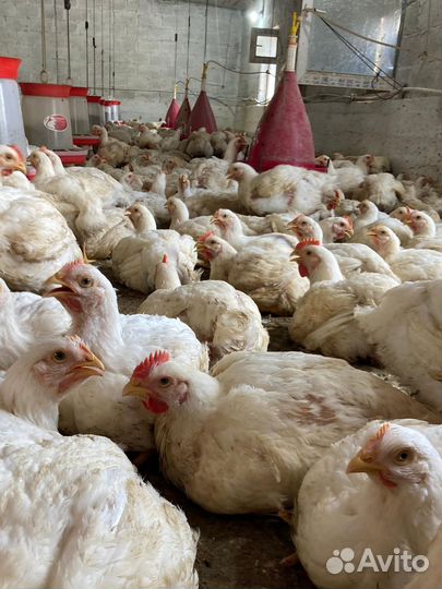 Куры бройлеры живым весом