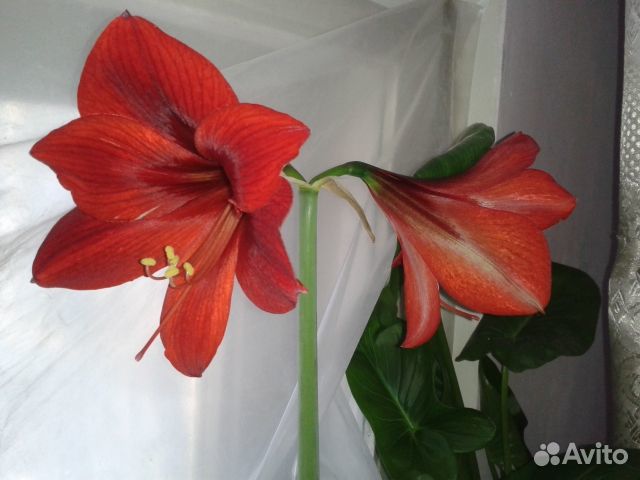 Гиппеаструм