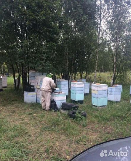 Мёд со своей пасеки