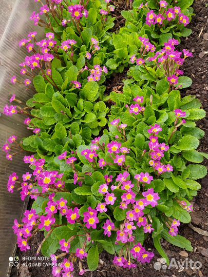 Многолетние цветы