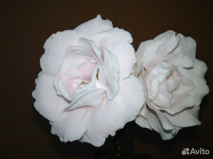 Глоксинии(детки)