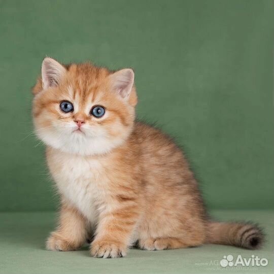 Британская девочка золотой вискас