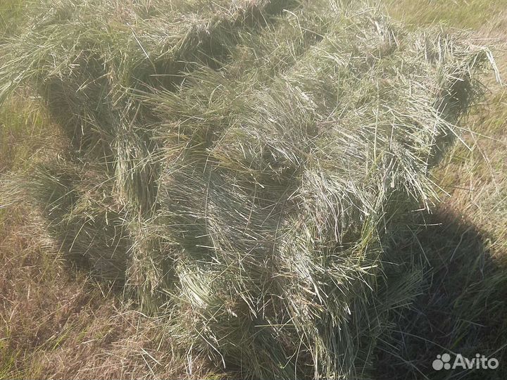 Сено Луговое разнотравие