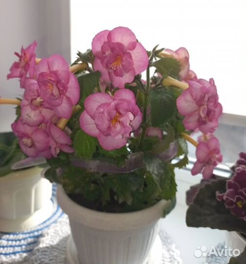 Комнатные цветы