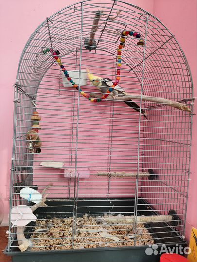 Попугай с клеткой