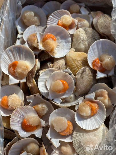 Морской гребешок