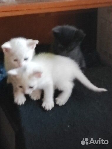 Котята в добрые руки бесплатно