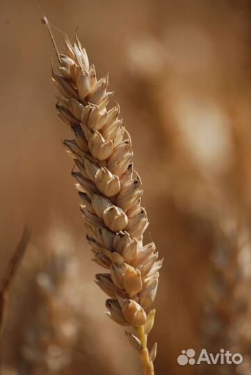 Зерно пшеница с доставкой