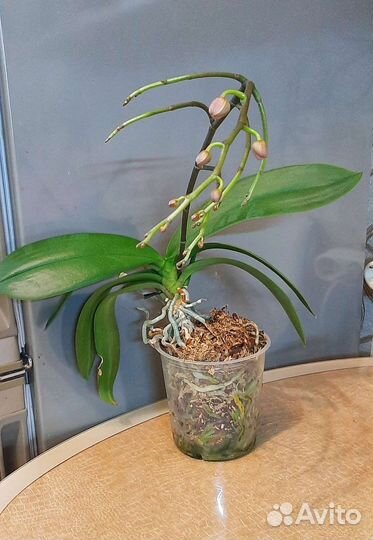 Орхидея фаленопсис