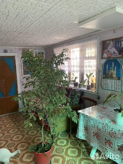 Комнатные цветы березка