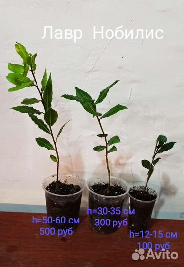 Лавр Нобилис (Nobilis)