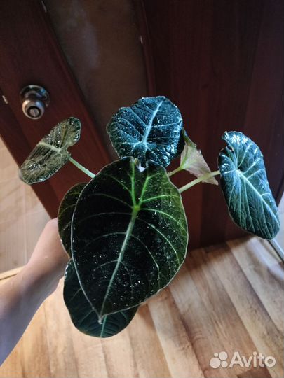 Алоказии, сингониумы