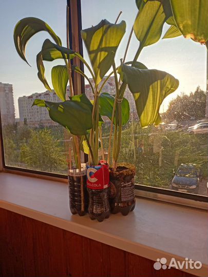 Эухарис (амазонская лилия)