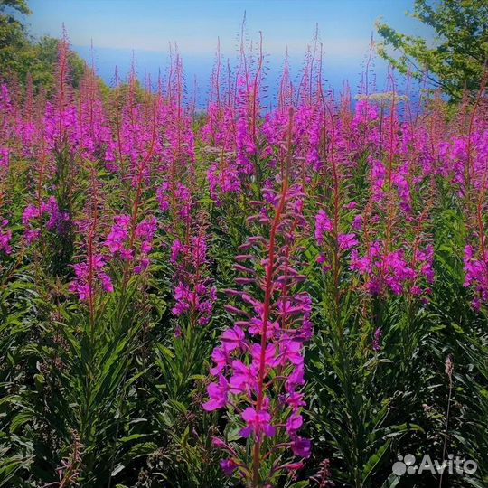 Кипрей трава