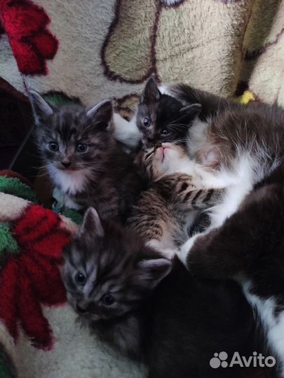 Котята отдам в добрые руки бесплатно