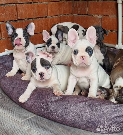 Щенки французского бульдога