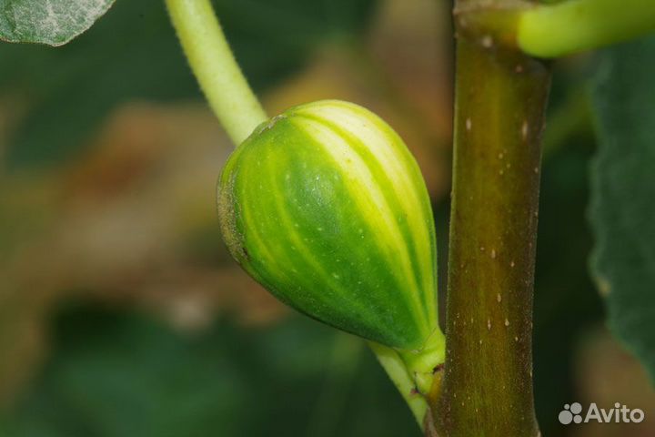 Панаши, панч, полосатый инжир, гарантия сортности