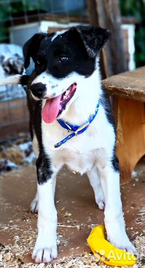 Два брата акробата