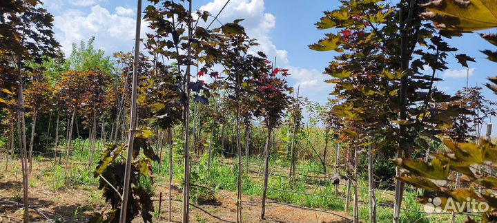 Озеленение и благоустройство