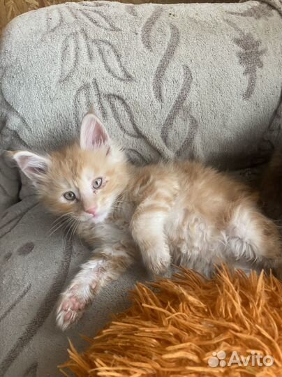 Котята породы мейн-кун