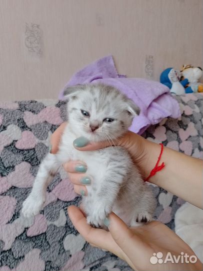 Шотландские котята