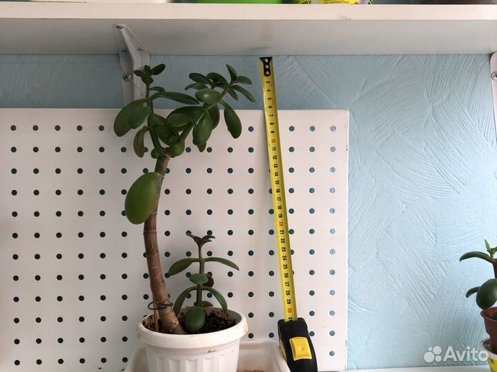 Денежное дерево