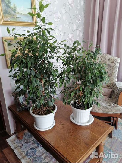 Комнатные цветы-фикус,сансивиерия,зоомиокулькас