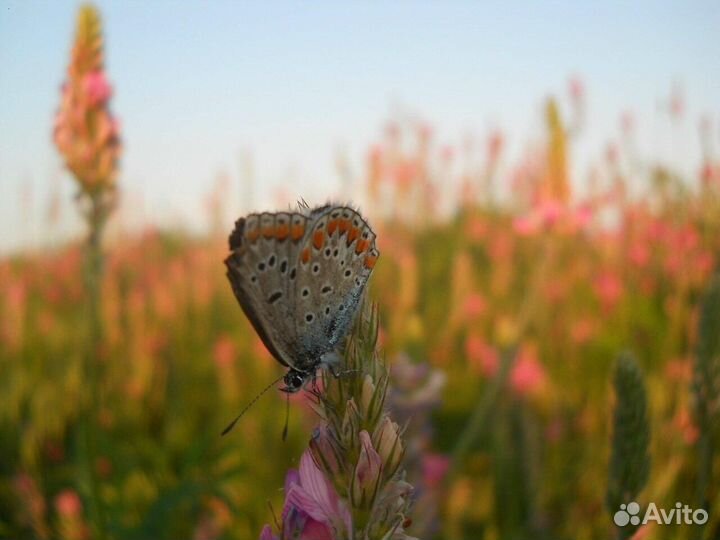 Семена эспарцета