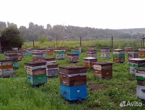 Мед 24 года Алтайский опт