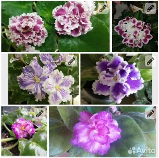 Фиалки продажа