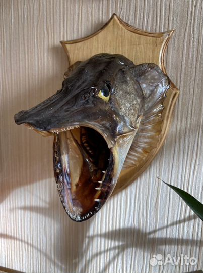 Чучело рыбы