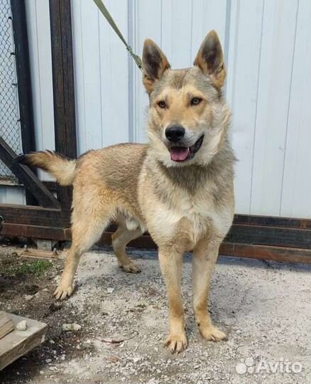 Пёс в добрые руки, 8 месяцев