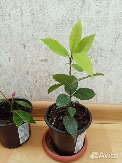 Лавровый лист