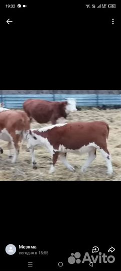 Телки с телятами казахская белоголовая подсосные