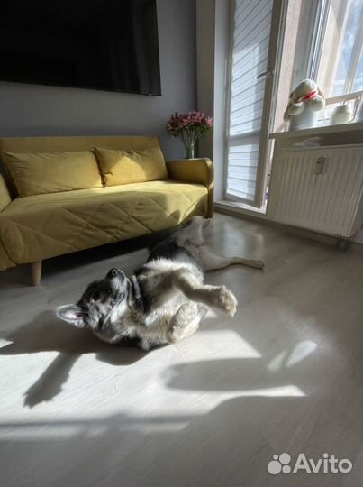 Передержка собак / выгул собак / зооняня