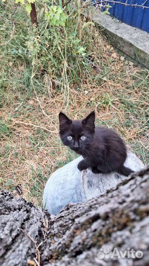 Пушистое счастье