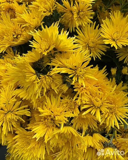 Корейские хризантемы саженцы