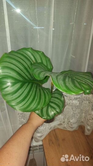 Калатея Орбифолия